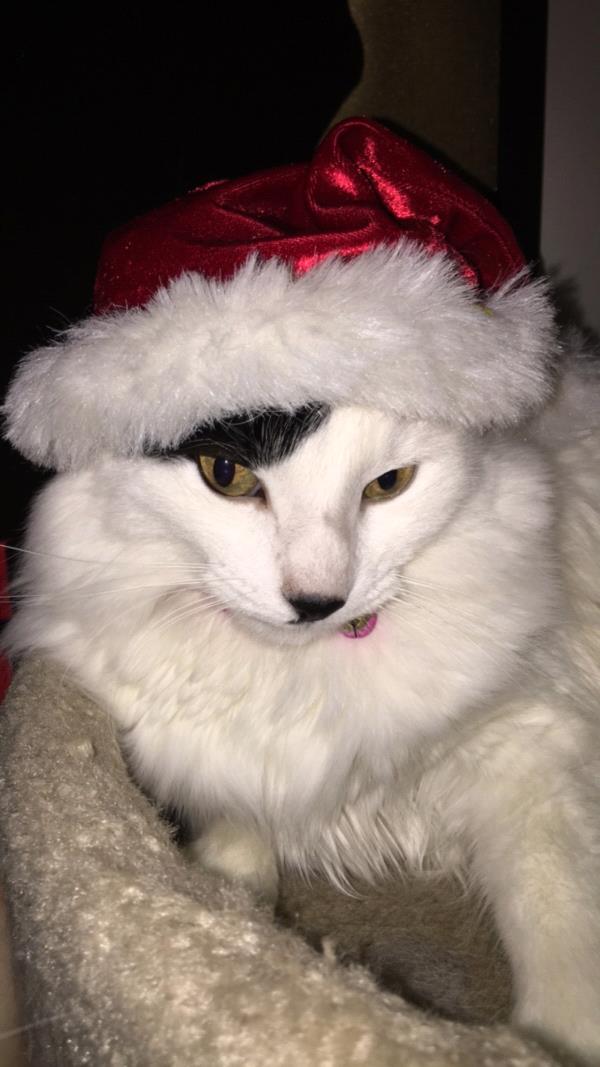 /Images/uploads/Humane Society of Utah/HSUCalendar/entries/602thumb.jpg